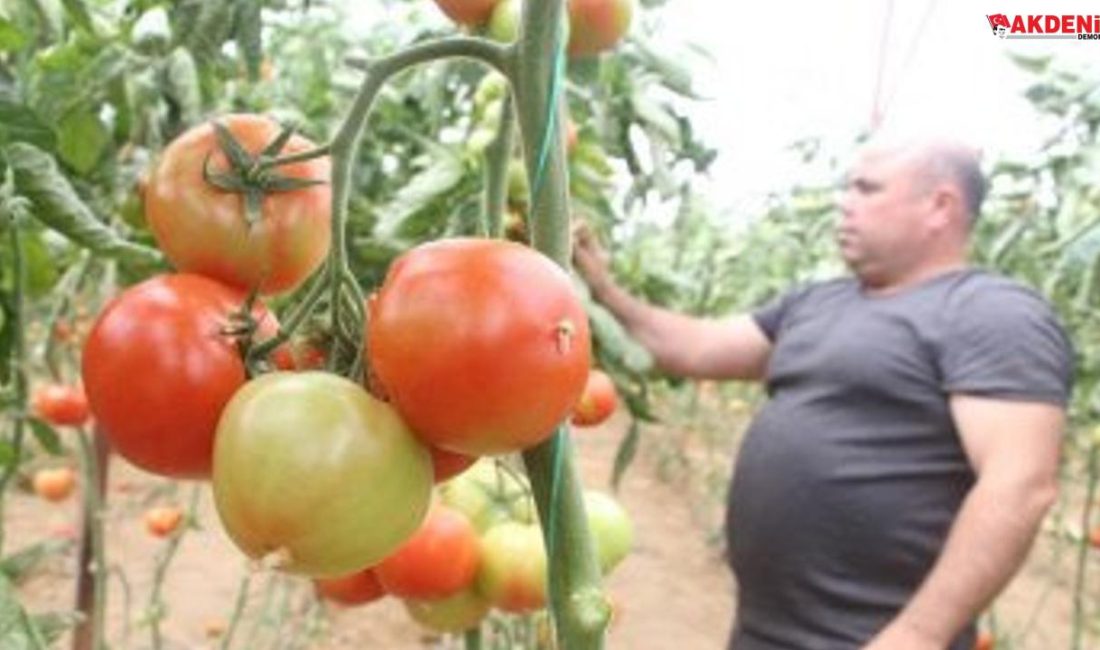 Domates fiyatları uzun aradan sonra üreticisini güldürdü