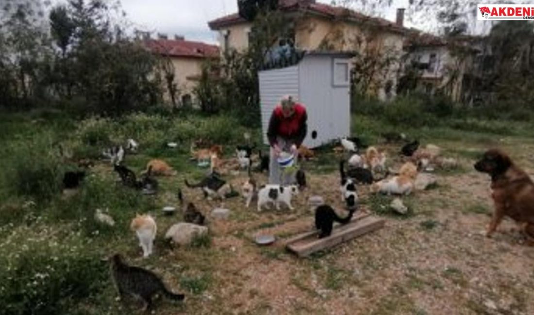 Rus kadın, 250 sokak kedisine sahip çıktı