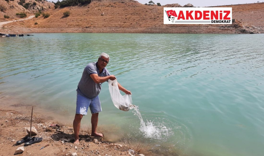 Göllere 83 bin sazan balığı yavrusu bırakıldı